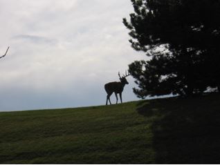 An 8 pointer on Taylor Rd.